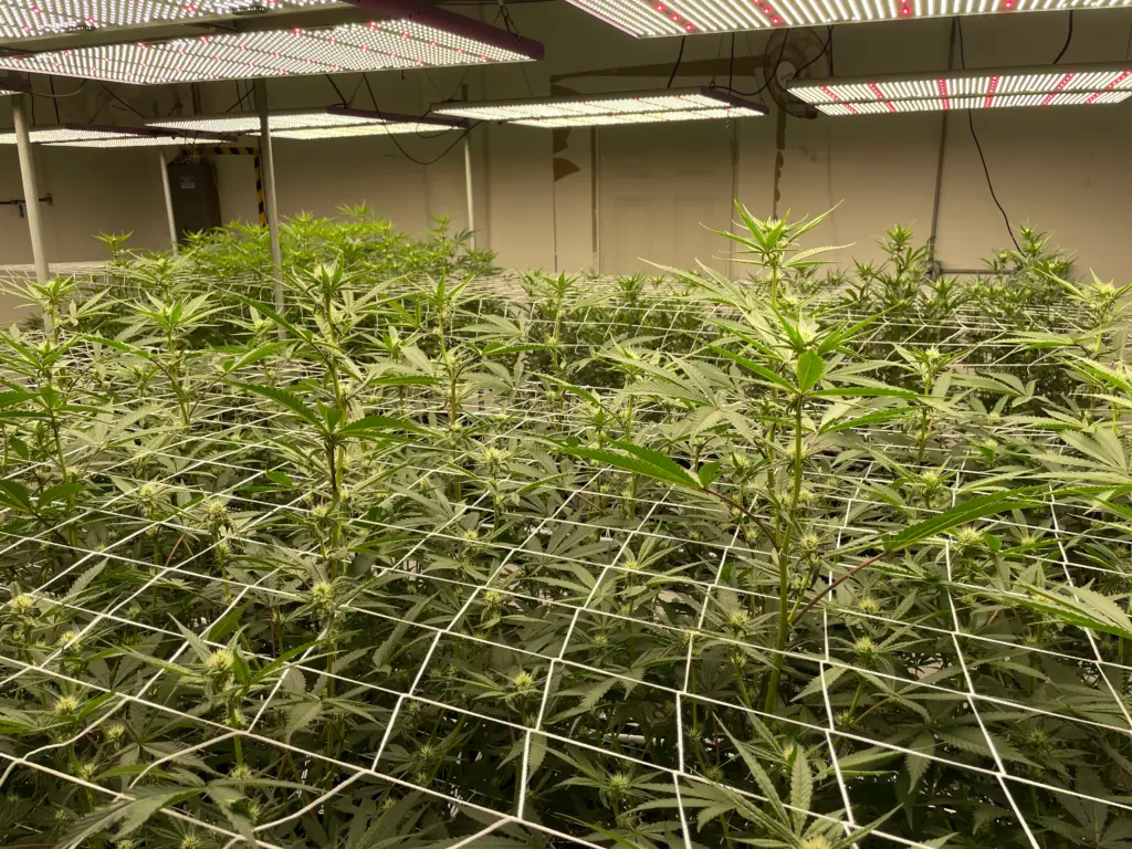 Cannabis plants growing under trellis netting at Enzy Farms in Sanford, Maine